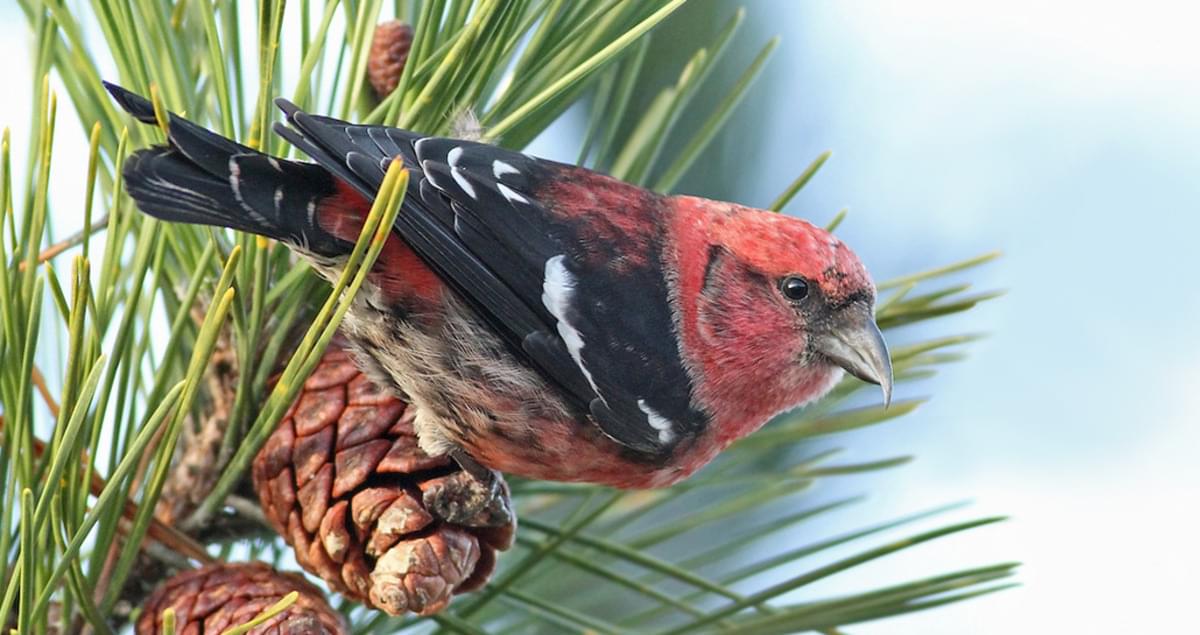 Whitewinged Crossbill Identification, All About Birds