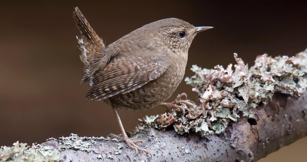 Winter Wren Identification, All About Birds, Cornell Lab
