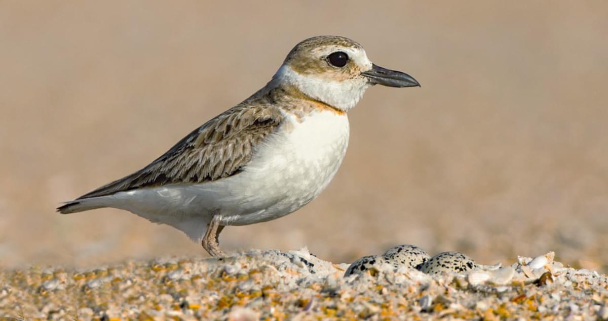 Wilson's Plover Identification, All About Birds, Cornell Lab of Ornithology