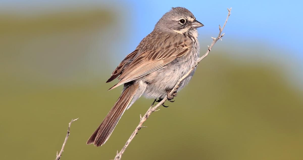 Sagebrush Sparrow Identification, All About Birds, Cornell Lab of