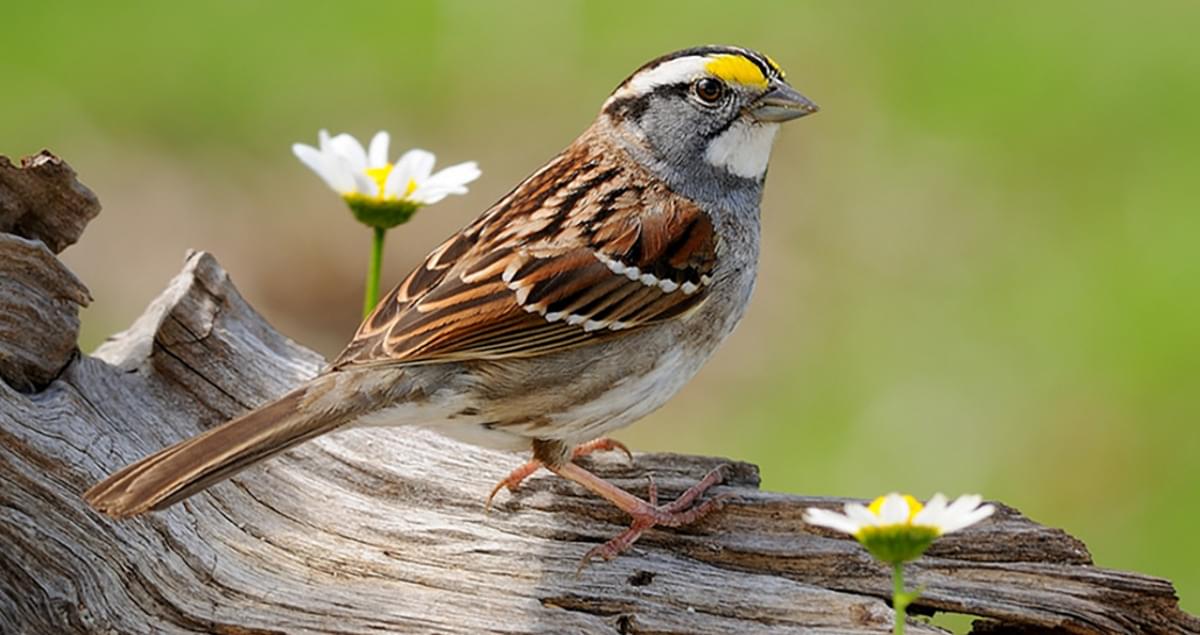 Whitethroated Sparrow Life History, All About Birds, Cornell Lab of