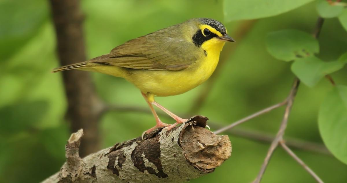 Kentucky Warbler Identification, All About Birds, Cornell Lab of
