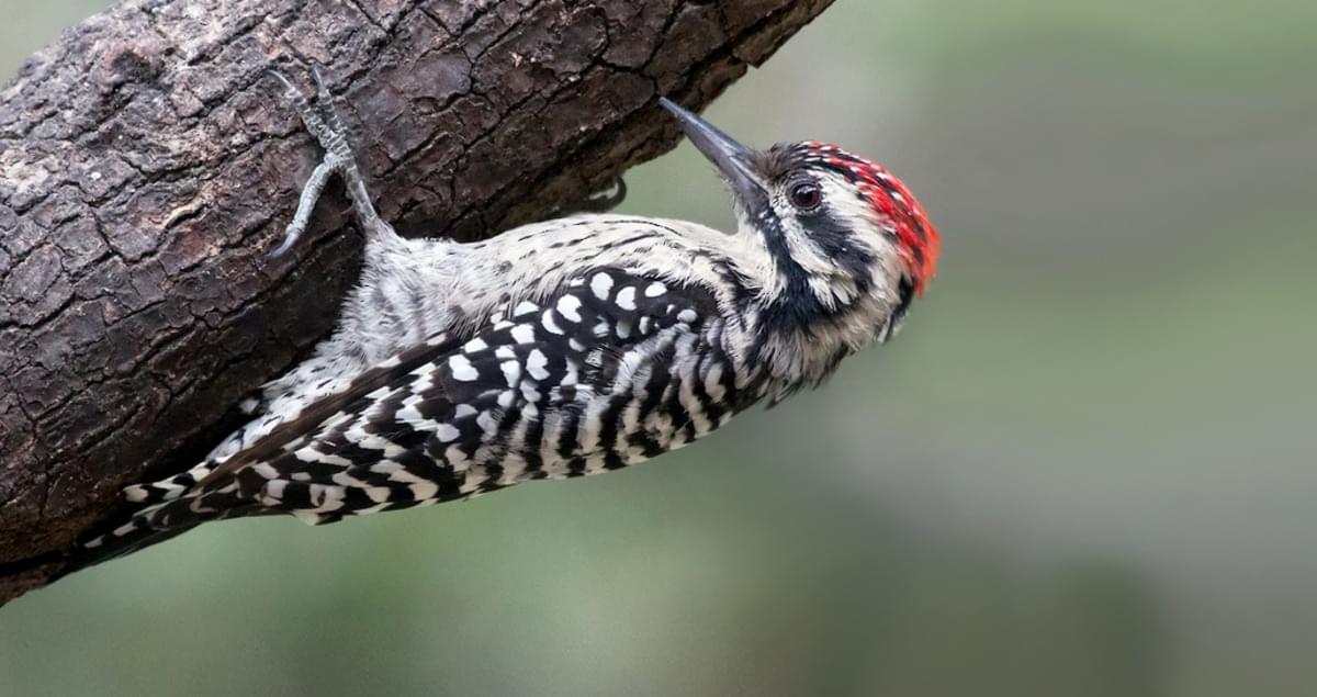 Ladderbacked Woodpecker Life History, All About Birds, Cornell Lab of