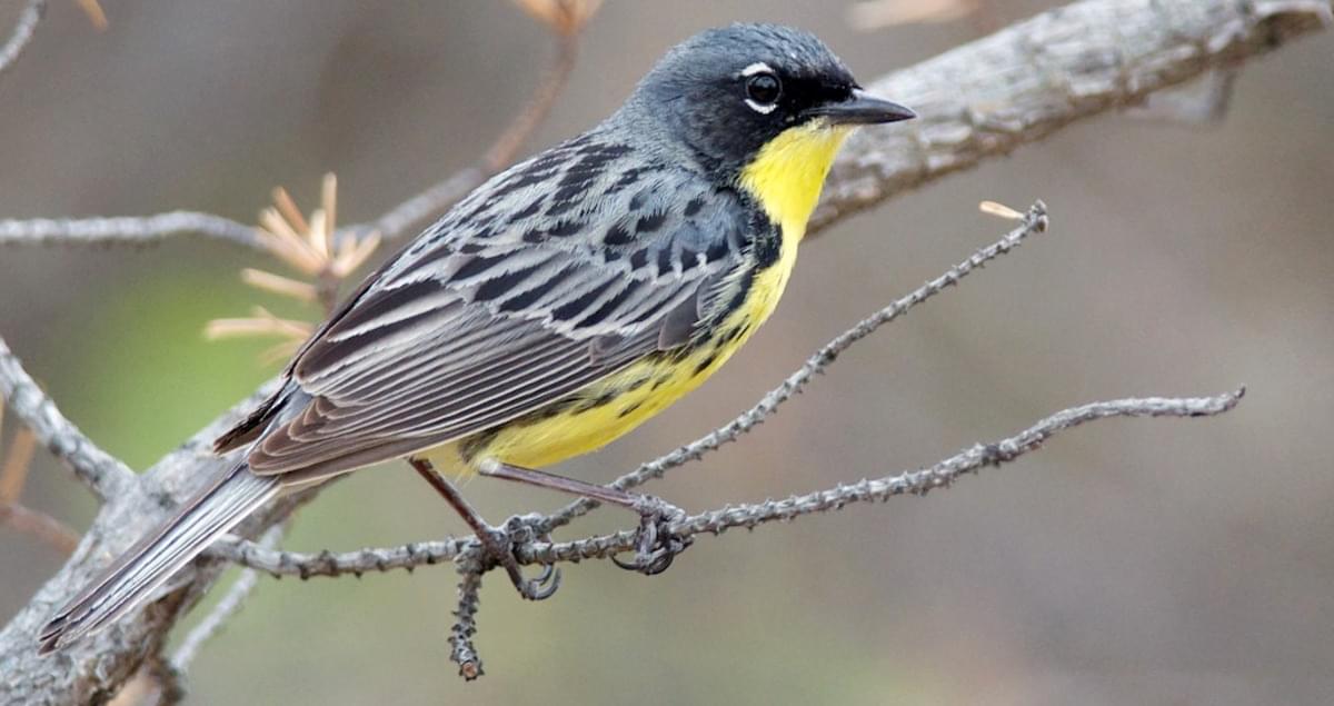 Kirtland's Warbler Identification, All About Birds, Cornell Lab of
