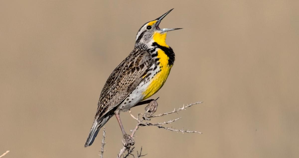 Western Meadowlark Identification, All About Birds, Cornell Lab of Ornithology