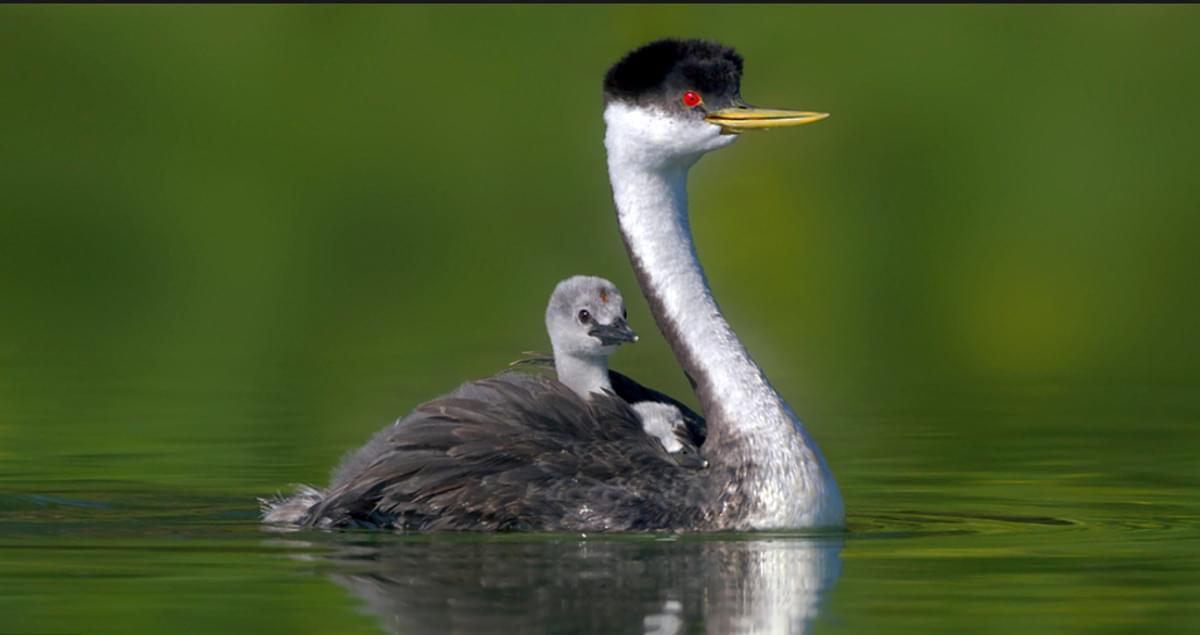Western Grebe Identification, All About Birds, Cornell Lab