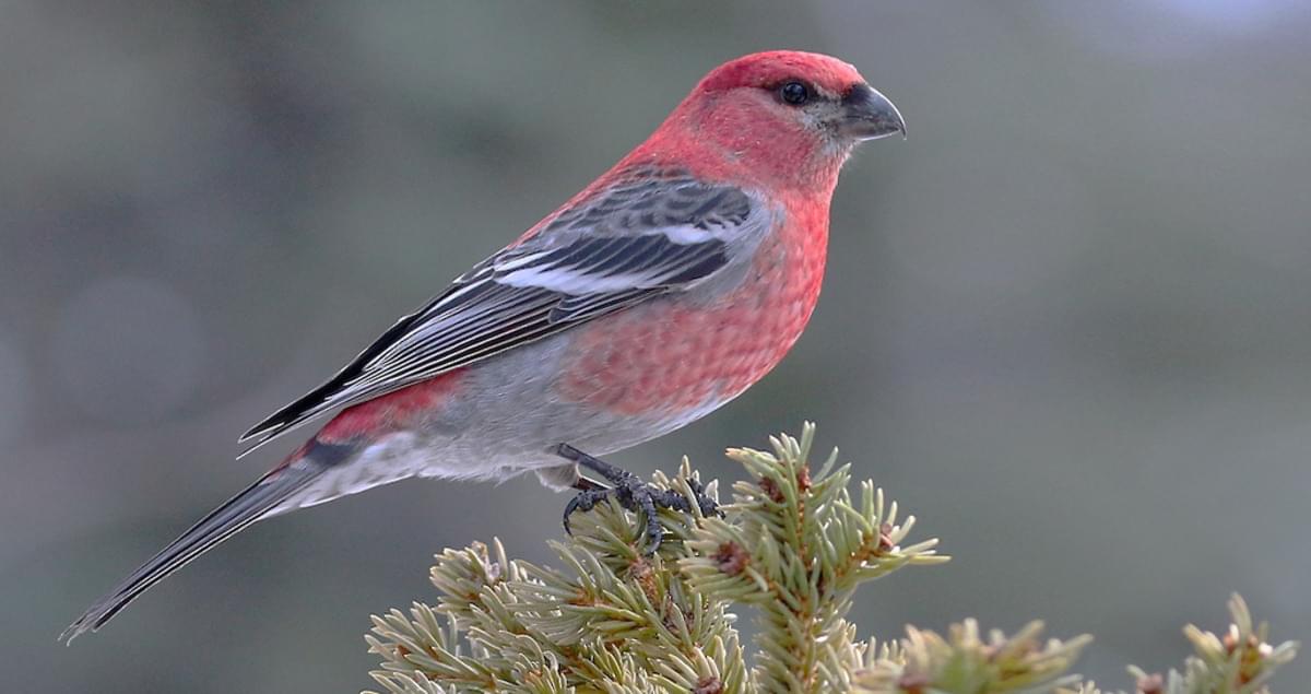 Pine Grosbeak Overview, All About Birds, Cornell Lab of