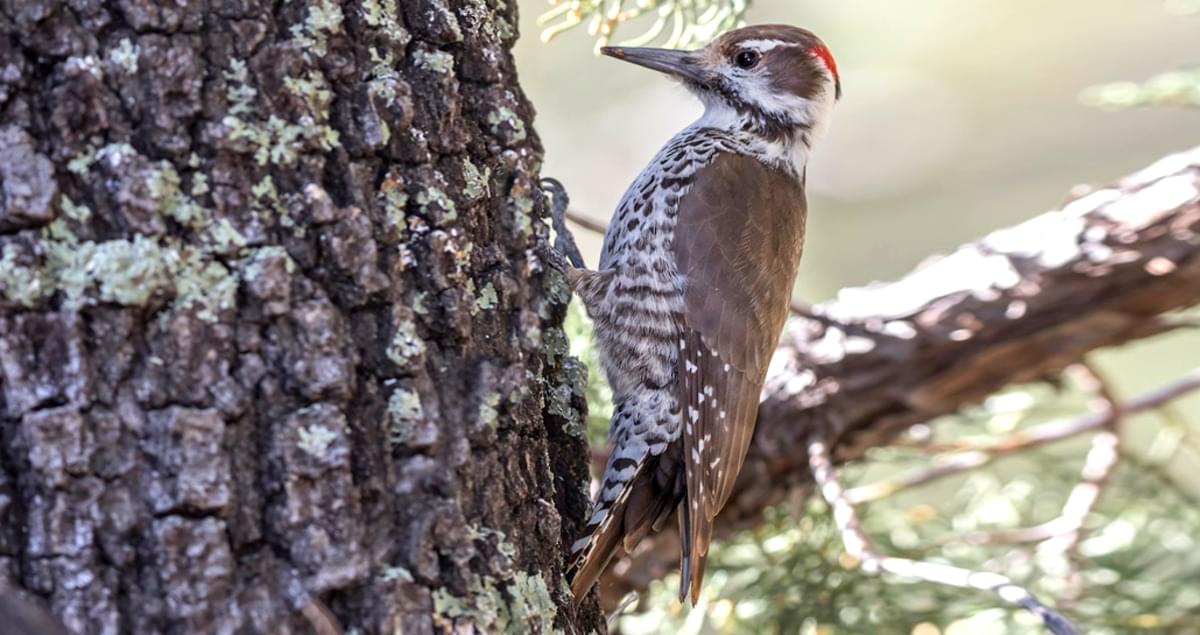 Arizona Woodpecker Identification, All About Birds, Cornell Lab of
