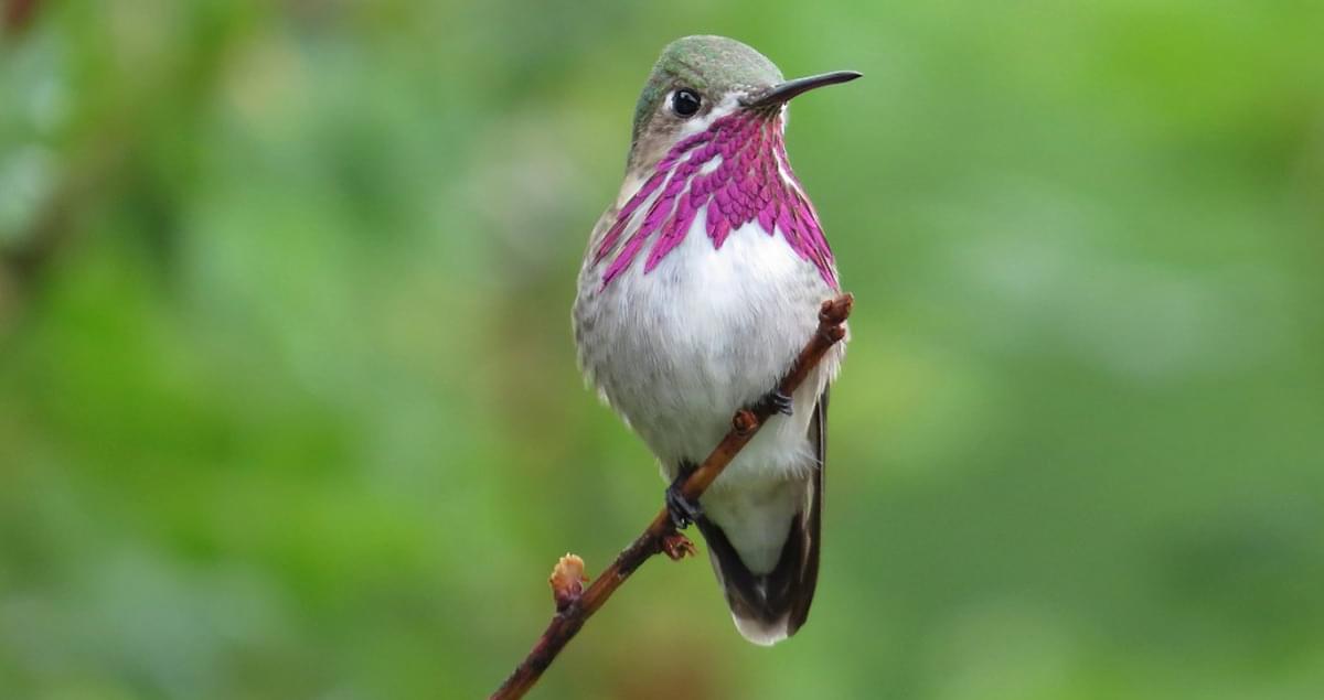 Calliope Hummingbird Life History, All About Birds, Cornell Lab of