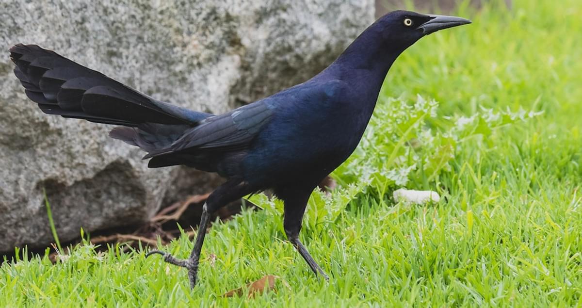 Greattailed Grackle Identification, All About Birds, Cornell Lab of