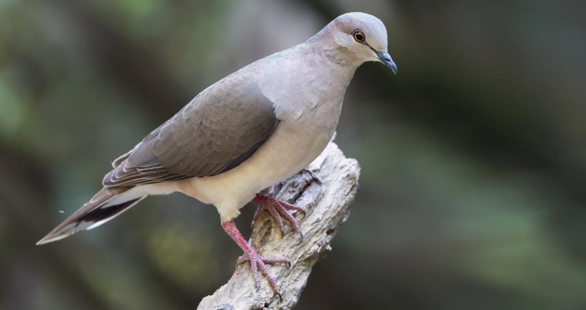 Whitetipped Dove Life History, All About Birds, Cornell Lab of Ornithology