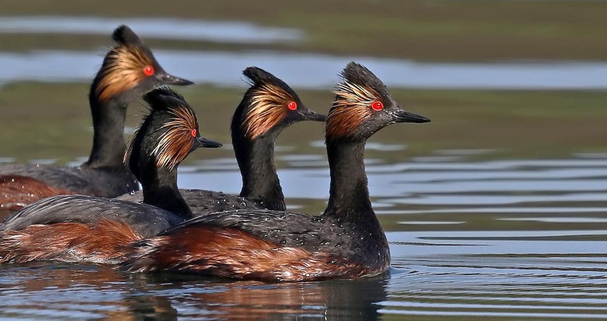 Eared Grebe Identification, All About Birds, Cornell Lab