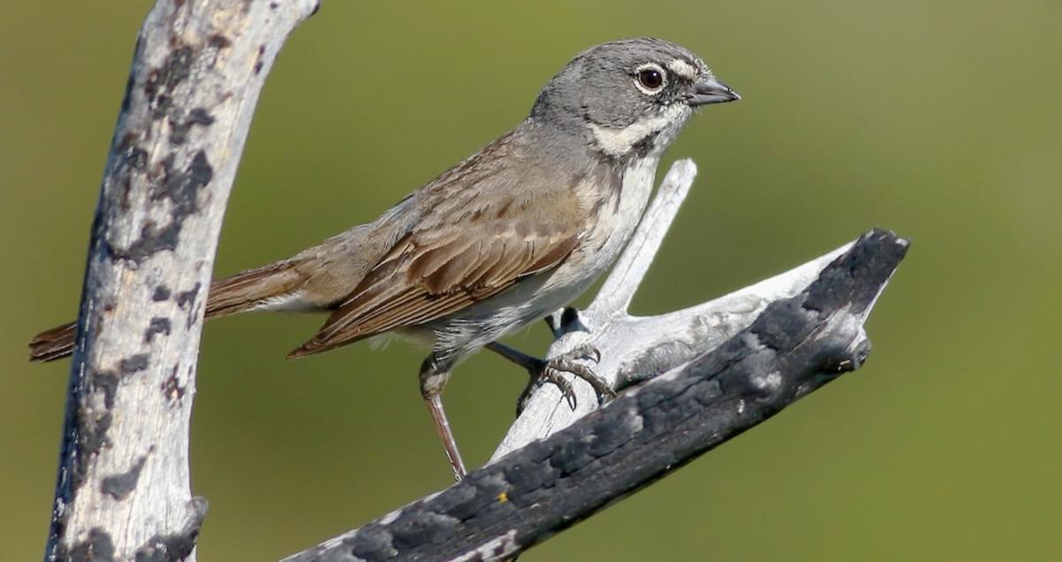 Bell's Sparrow Similar Species Comparison, All About Birds, Cornell Lab
