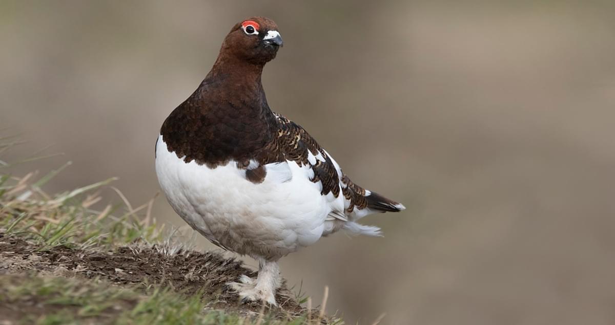 Willow Ptarmigan Identification, All About Birds, Cornell Lab of
