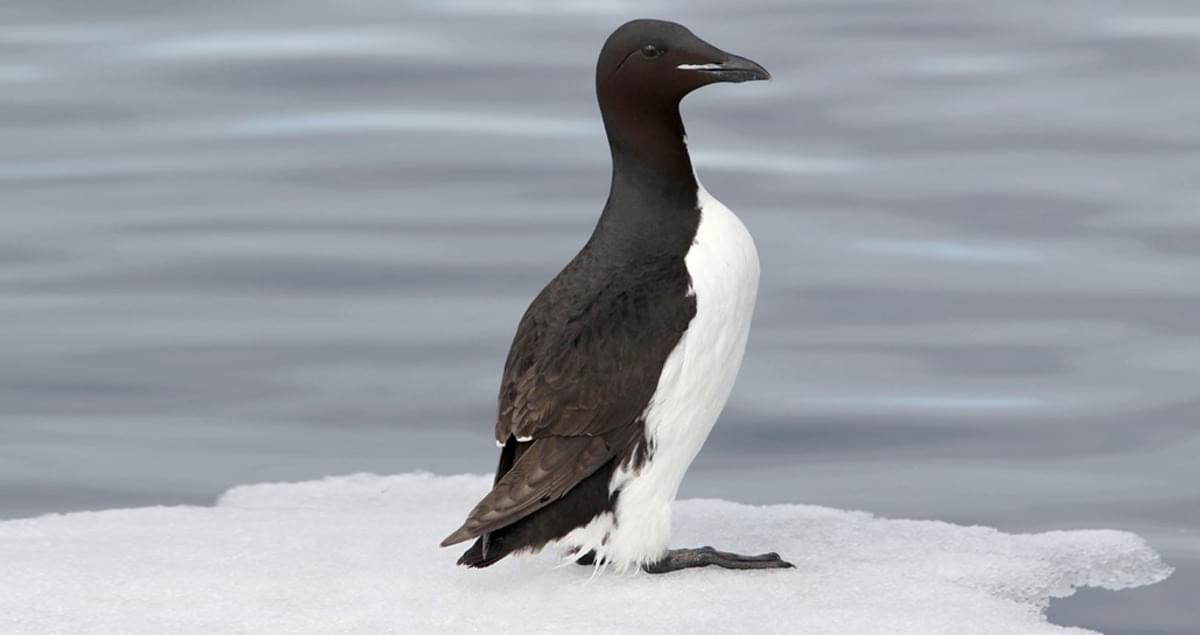 Image result for thick-billed murre