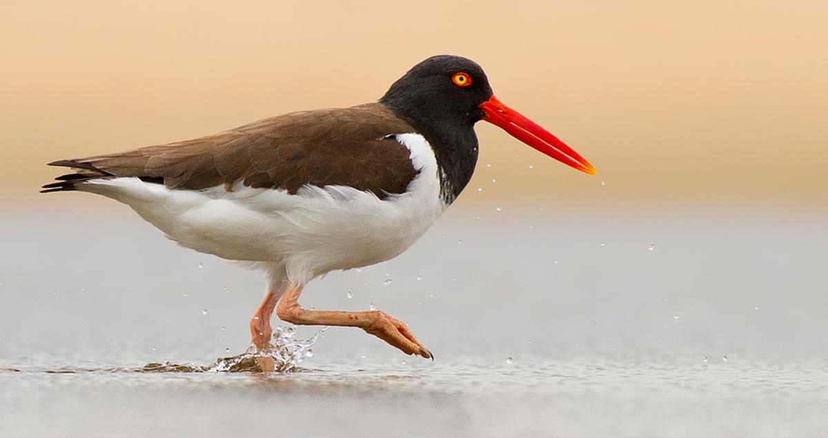 American Oystercatcher Identification, All About Birds, Cornell Lab of