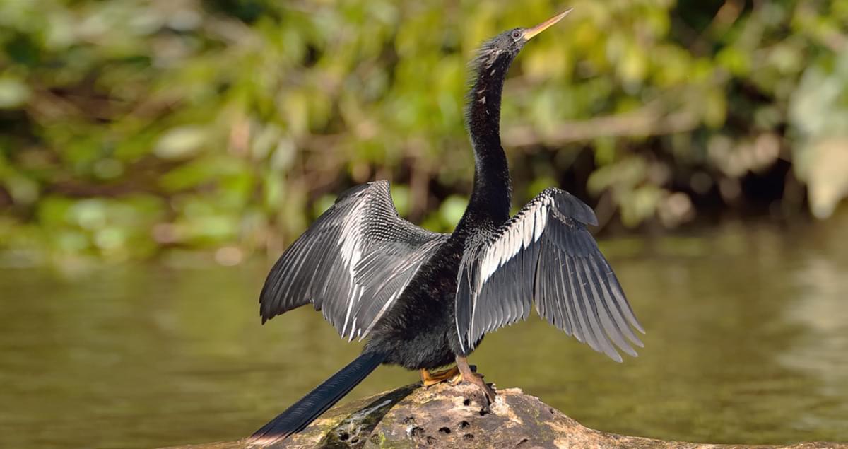 Anhinga Identification, All About Birds, Cornell Lab of