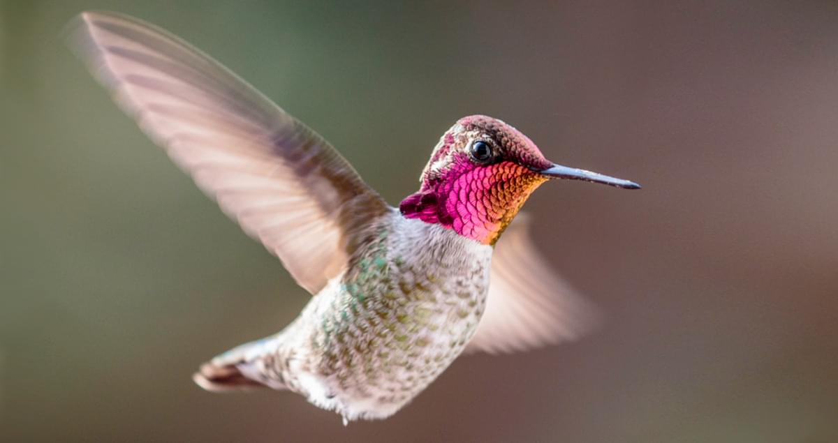 Anna's Hummingbird Identification, All About Birds, Cornell Lab of