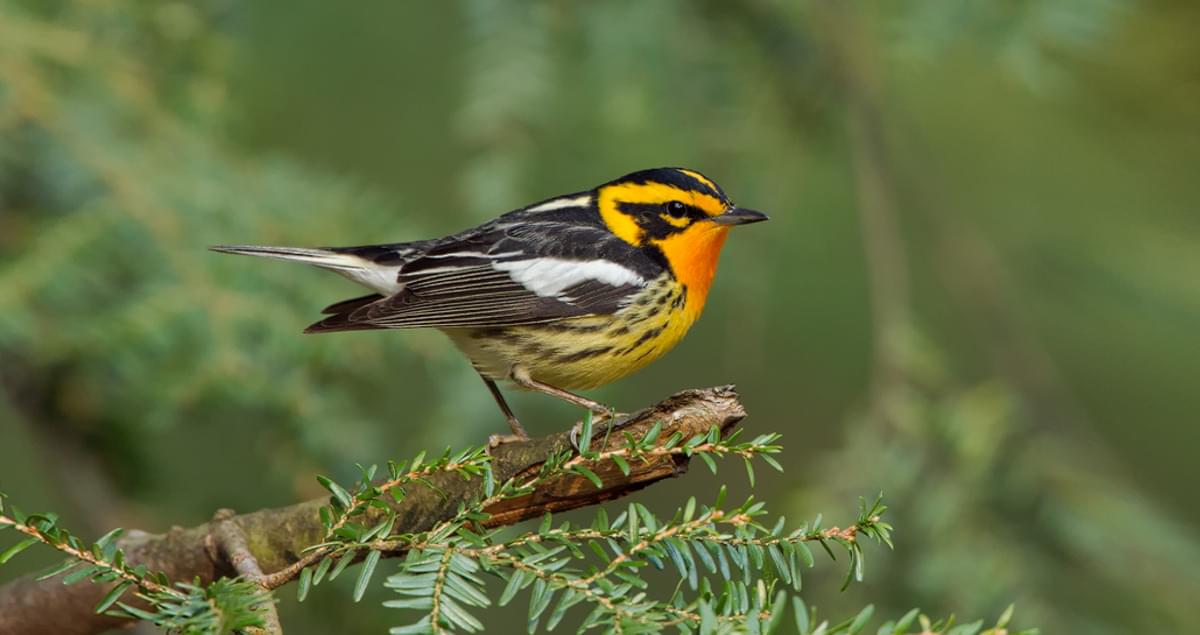 Blackburnian Warbler Identification, All About Birds, Cornell Lab of