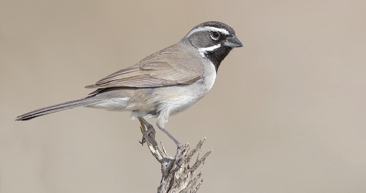 Blackthroated Sparrow Life History, All About Birds