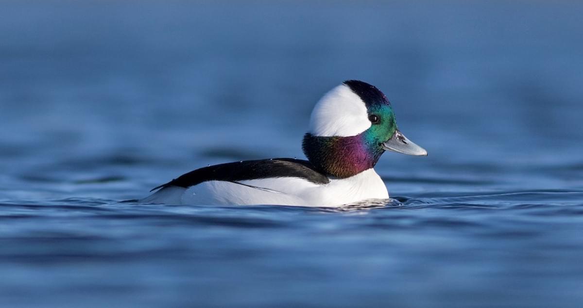 Bufflehead Identification, All About Birds, Cornell Lab of Ornithology