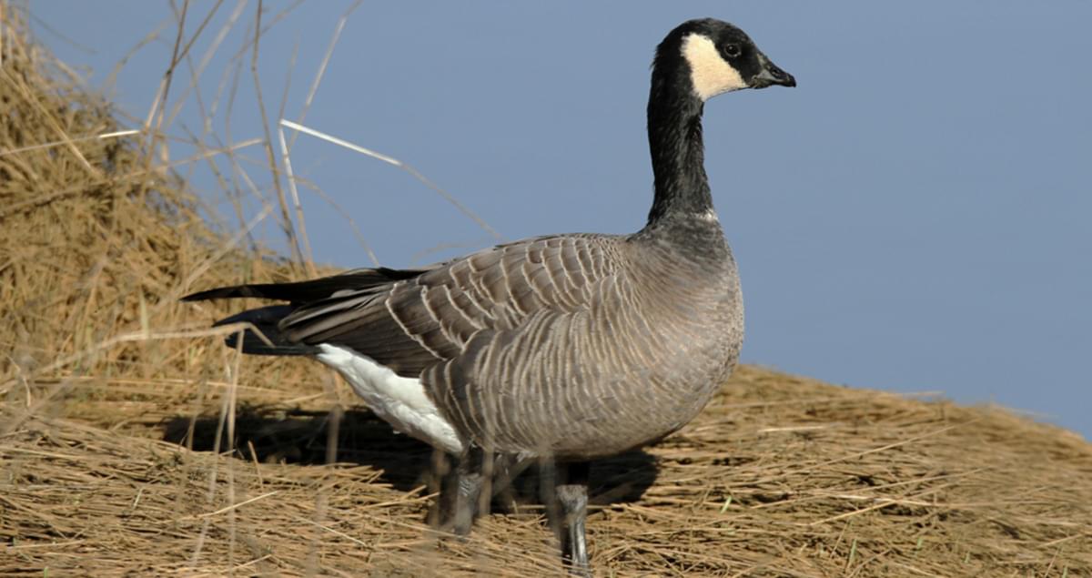 Goose Identification Chart