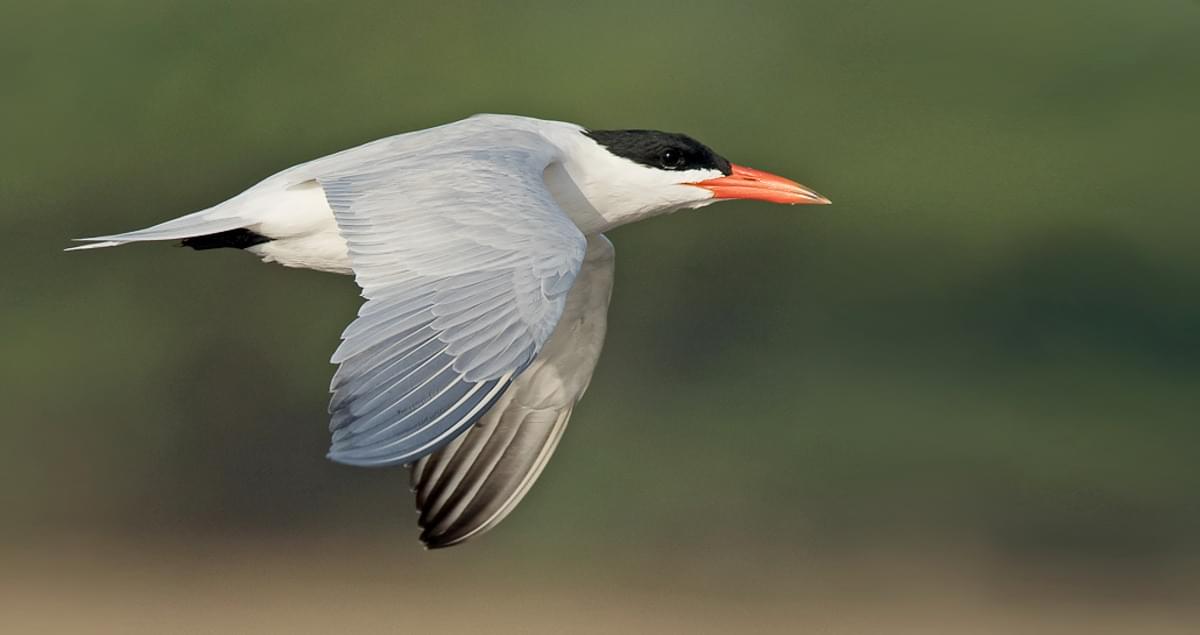 Caspian Tern Life History, All About Birds, Cornell Lab of Ornithology