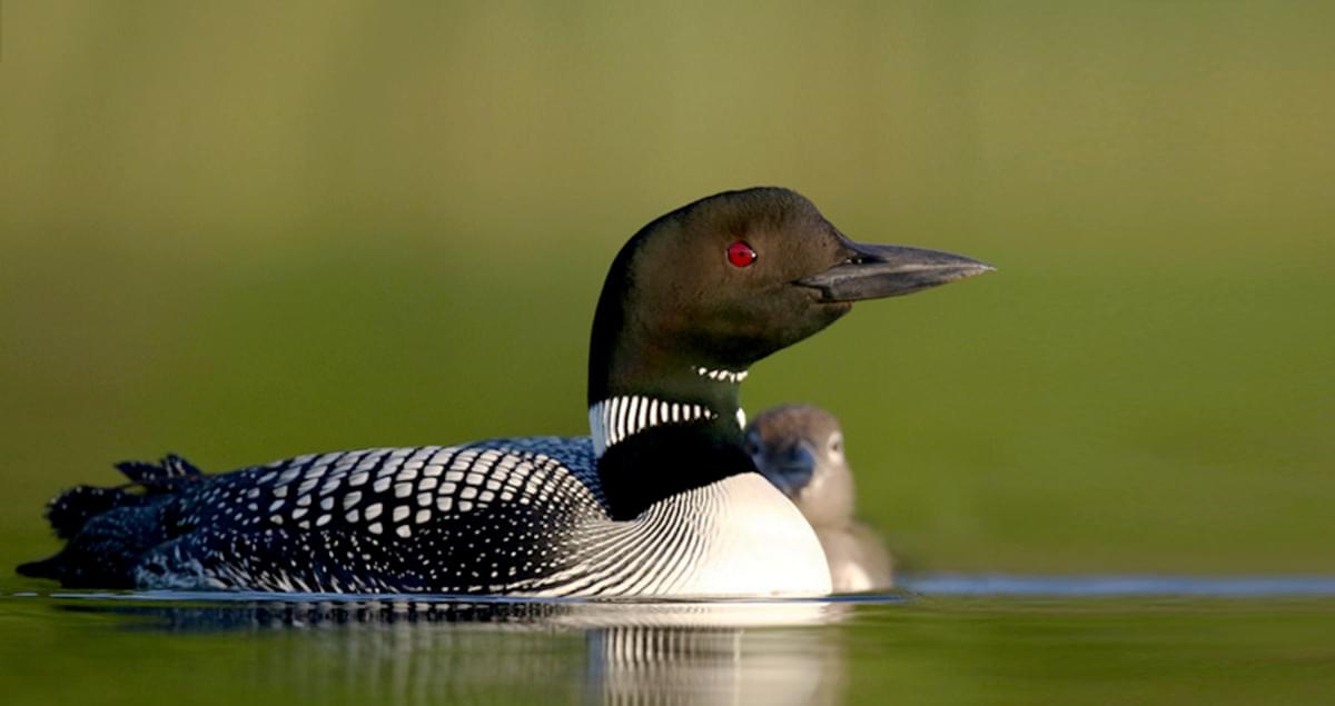 Common Loon Identification, All About Birds, Cornell Lab of Ornithology