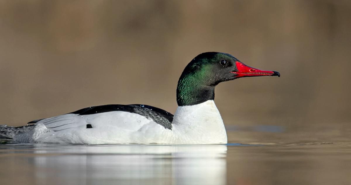 Common Merganser Identification, All About Birds, Cornell