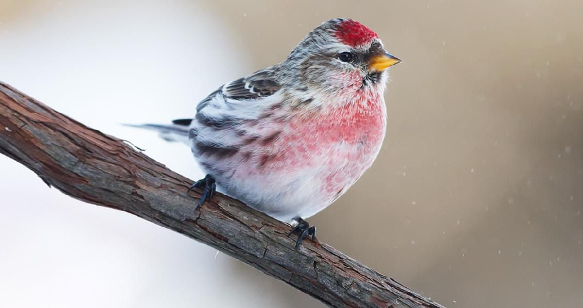 Common Redpoll Identification, All About Birds, Cornell Lab of Ornithology
