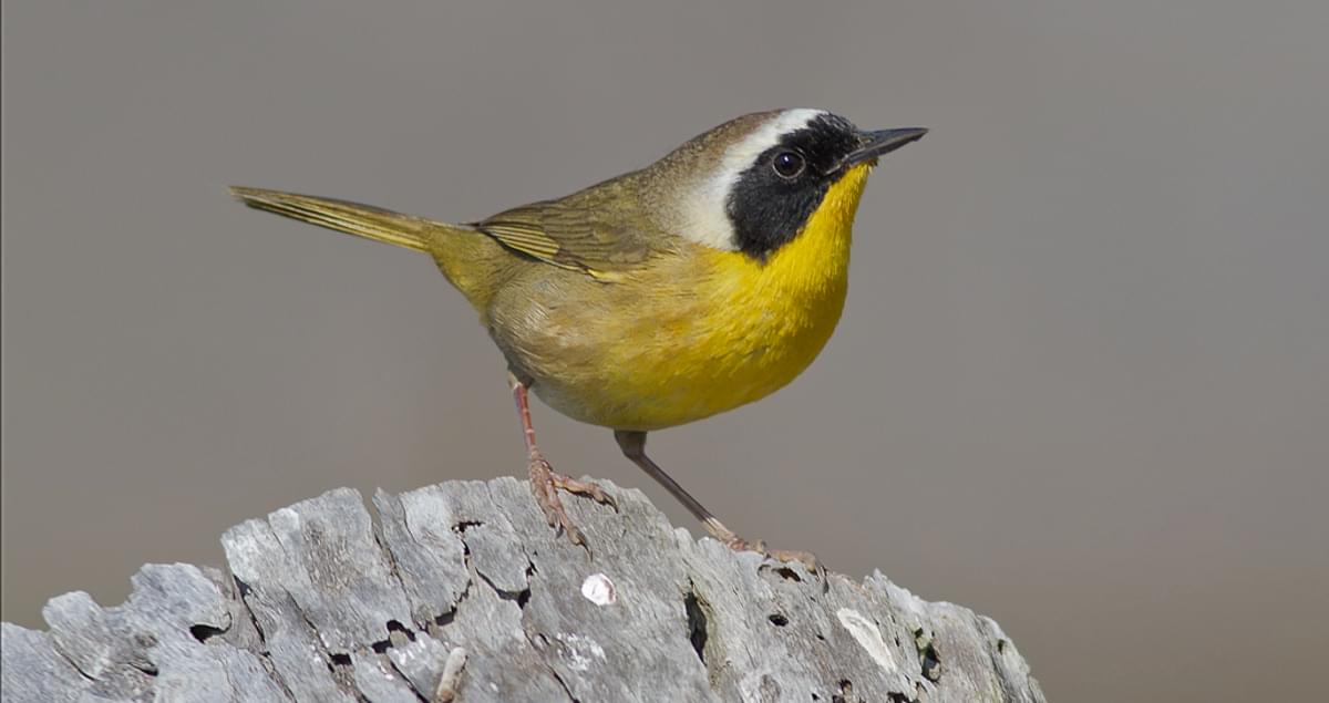 Common Yellowthroat Identification, All About Birds, Cornell Lab of