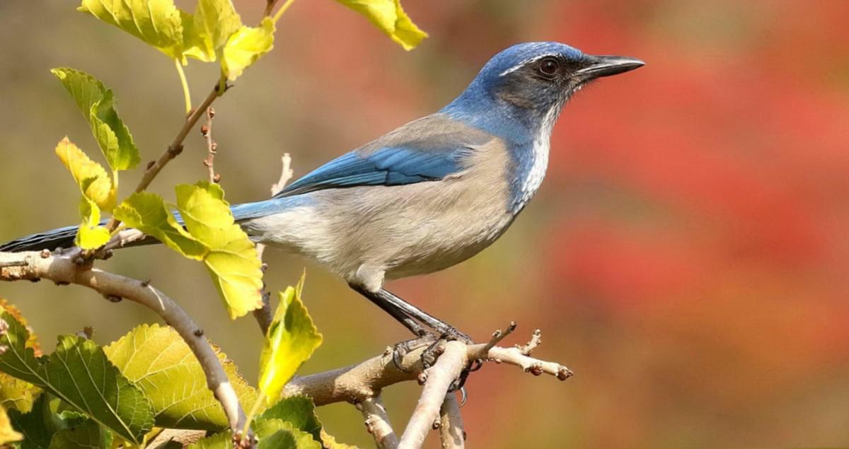 California ScrubJay Identification, All About Birds