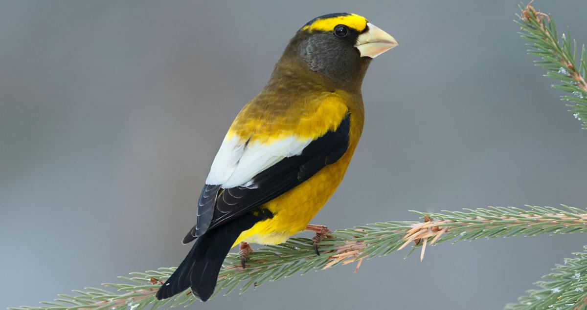Evening Grosbeak Life History, All About Birds, Cornell