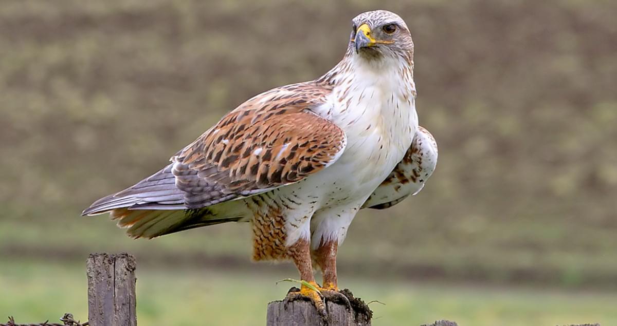 Ferruginous Hawk Identification, All About Birds, Cornell Lab of