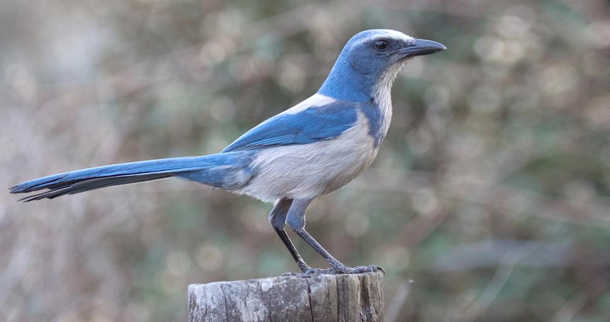Florida ScrubJay Identification, All About Birds, Cornell Lab of
