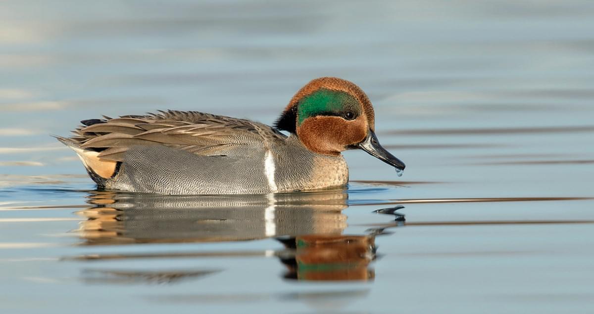 Greenwinged Teal Overview, All About Birds, Cornell Lab of Ornithology