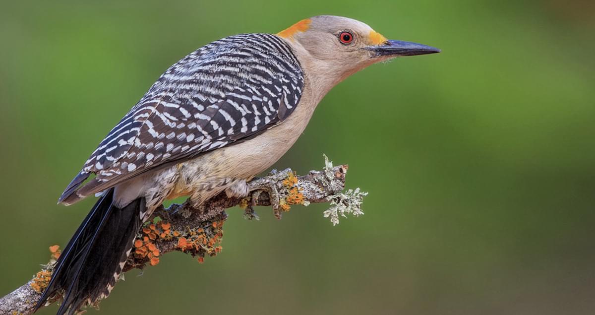 Golden-fronted Woodpecker Overview, All About Birds, Cornell Lab of