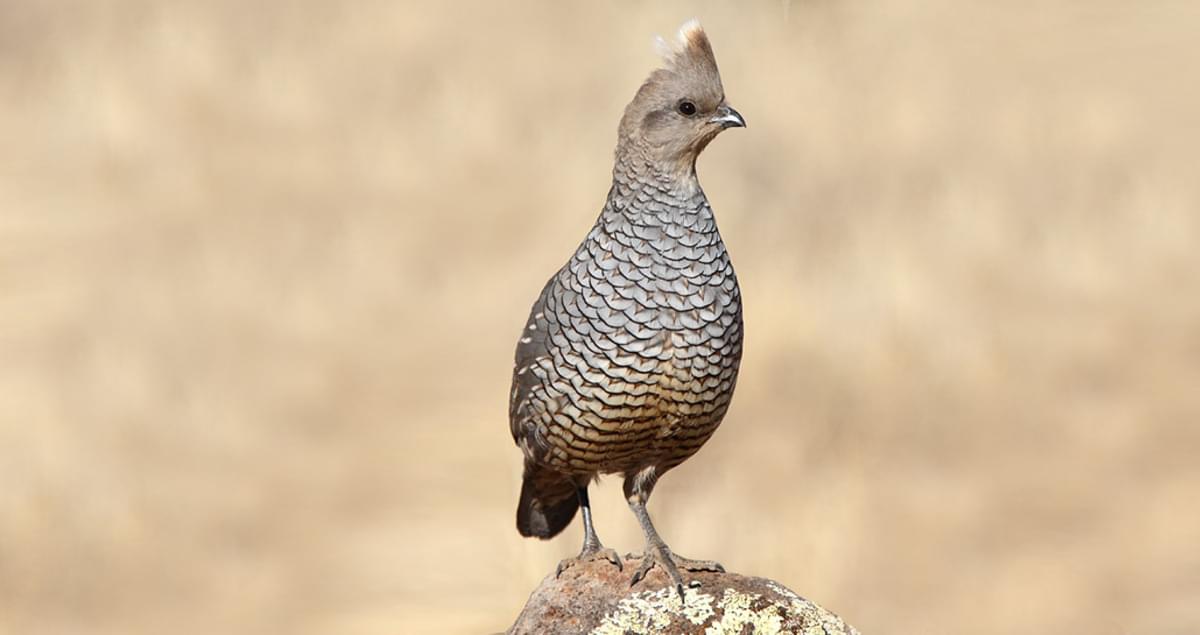 Scaled Quail Identification, All About Birds, Cornell Lab of Ornithology