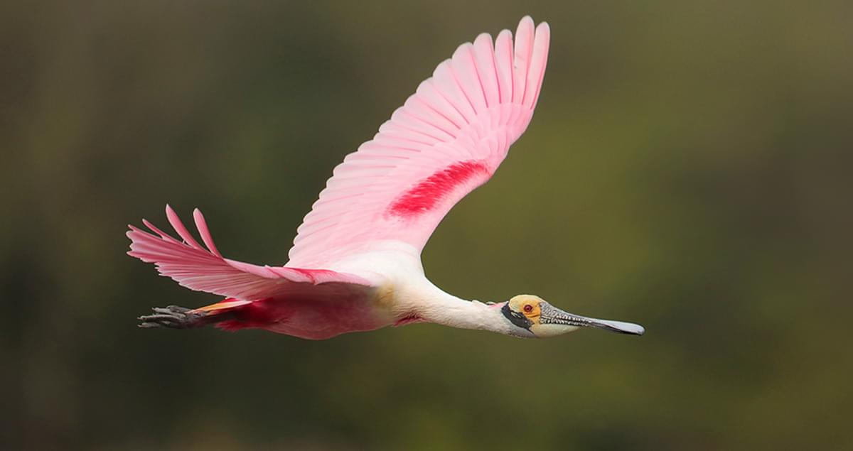 Roseate Spoonbill Life History, All About Birds, Cornell
