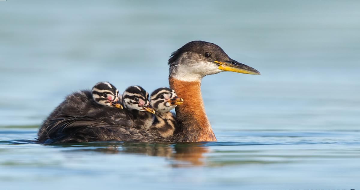 Rednecked Grebe Identification, All About Birds, Cornell