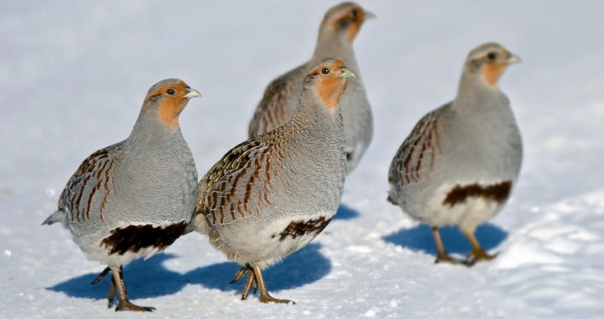 Gray Partridge Identification, All About Birds, Cornell Lab of Ornithology