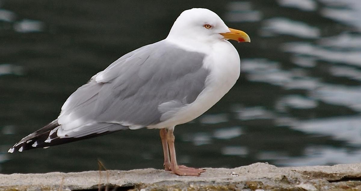 Herring Gull Identification, All About Birds, Cornell Lab of Ornithology