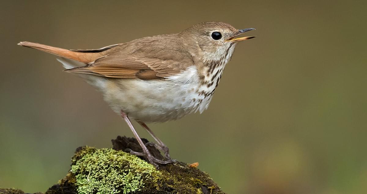 Hermit Thrush Identification, All About Birds, Cornell Lab of Ornithology