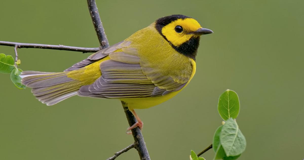 Hooded Warbler Identification, All About Birds, Cornell Lab of Ornithology