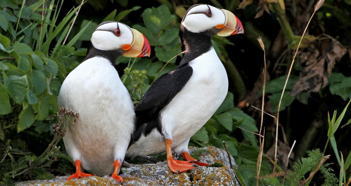 Horned Puffin Identification, All About Birds, Cornell Lab of Ornithology