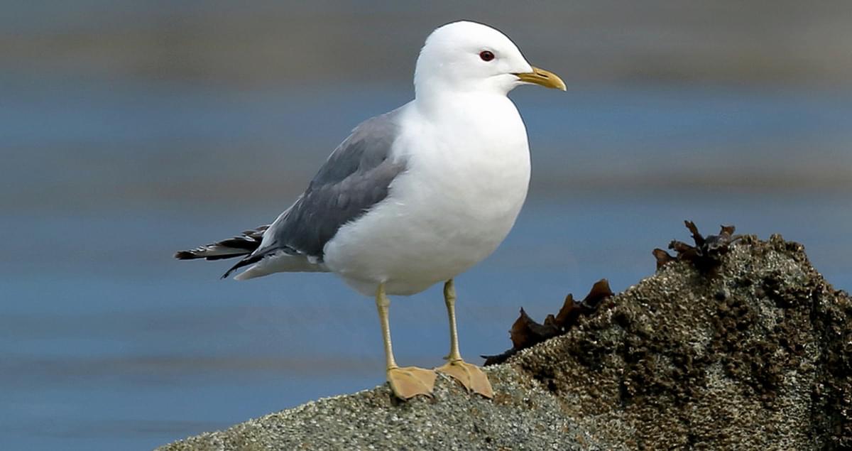 Mew Gull Overview, All About Birds, Cornell Lab of Ornithology