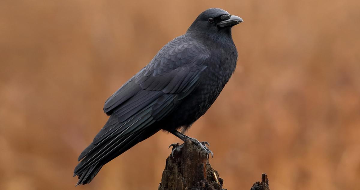 Northwestern Crow Overview, All About Birds, Cornell Lab of Ornithology