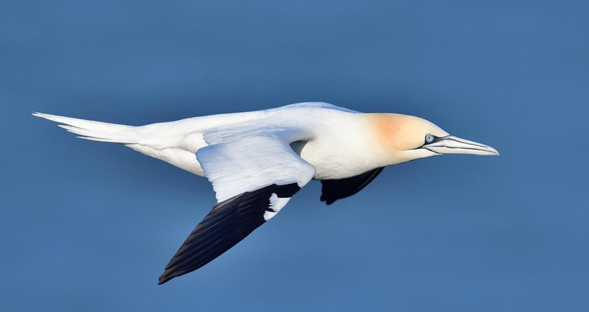 Northern gannet