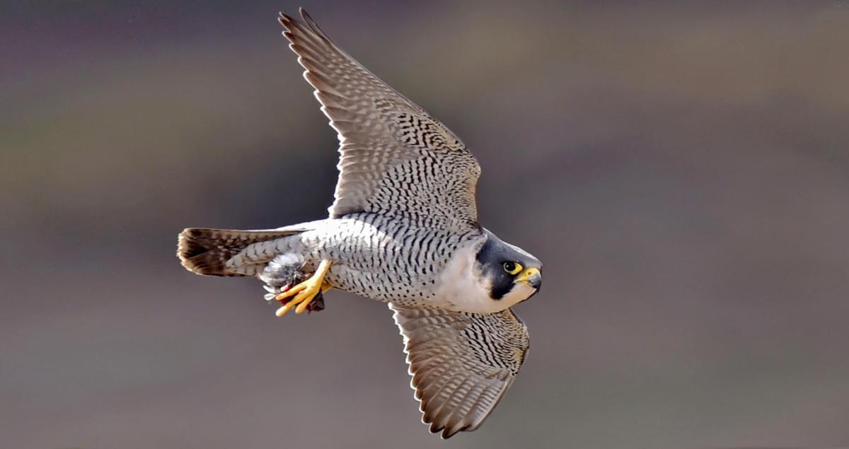 Peregrine Falcon Life History, All About Birds, Cornell Lab of Ornithology