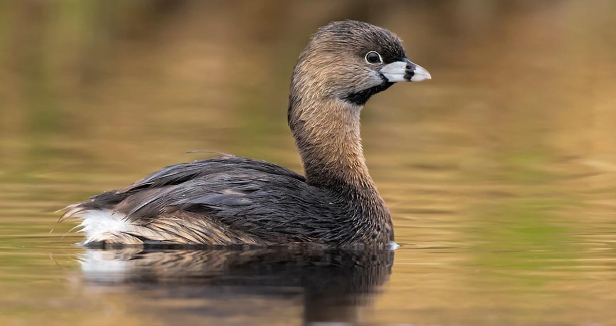 Piedbilled Grebe Life History, All About Birds, Cornell